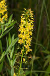 Earth loosestrife